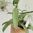 Hoya pandurata Silver, 5 Cuttings