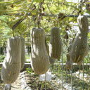 Large-Fruited Miben Pumpkin Seeds, 2g