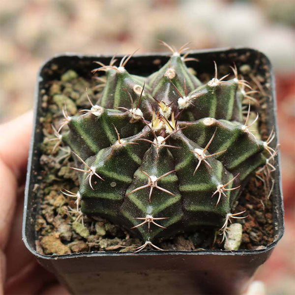 'Ruiyun Peony' Live Cactus, 3-4cm
