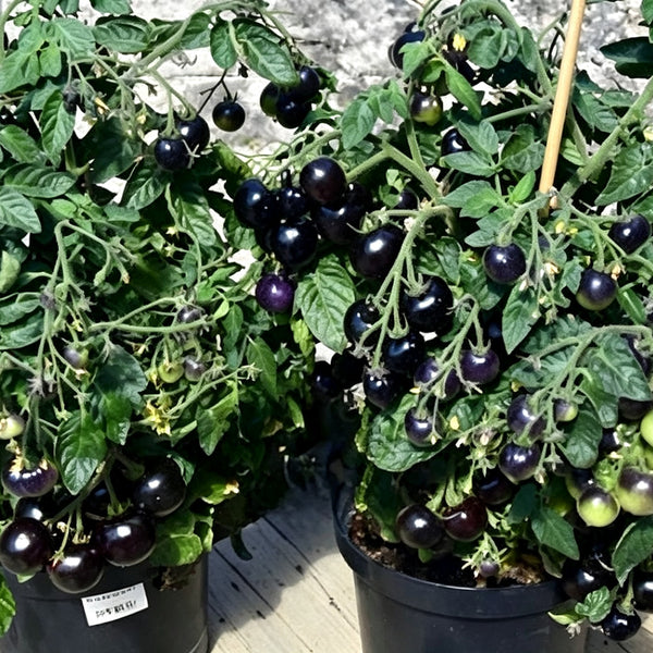 482 Tartufo Micro Dwarf Tomato, 5 Seeds