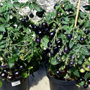 482 Tartufo Micro Dwarf Tomato, 5 Seeds