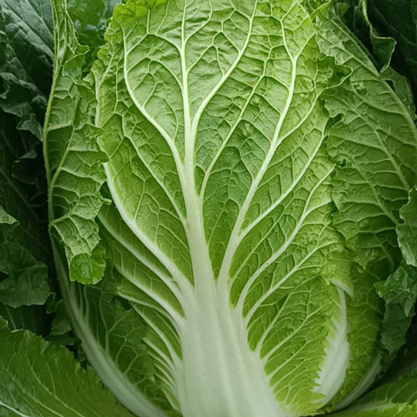 Double Season Golden Inlaid Jade Cabbage, 5g