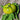 480 Jackass Green Dwarf Tomato, 5 Seeds