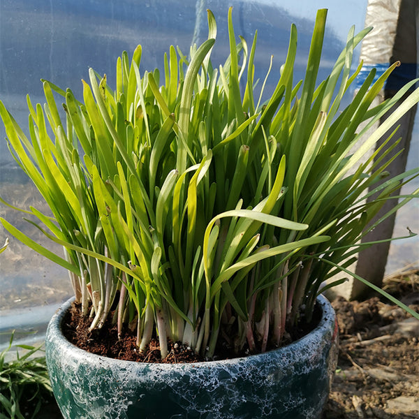 Dugen Red Chinese Chives Seeds, 10g