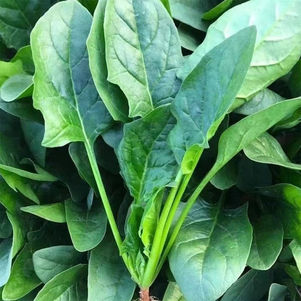 Spring-Autumn Large-Leaf Spinach Seeds, 20g
