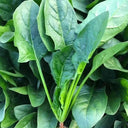 Spring-Autumn Large-Leaf Spinach Seeds, 20g
