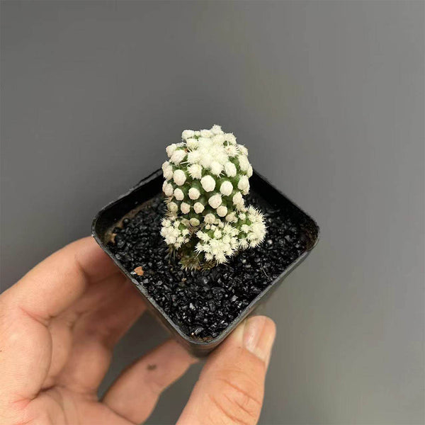 Mammillaria gracilis 'Arizona Snowcap', 2-3cm