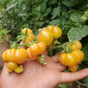 Dean's Chickie Cherry Tomato Seeds, 5 Seeds