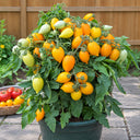 171 Miniature Orange Plum Tomato, 3 Seeds