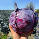 Violet Cabbage Seeds, 5 × 200-seed Bags