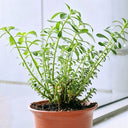 Heart-nourishing Vegetable, 500 Seeds