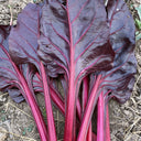 Purple Red Leaf Beet Seeds, 5g