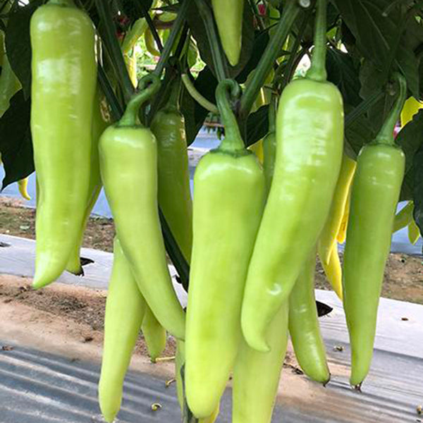 Baifeicui Pepper Seeds, 0.5g