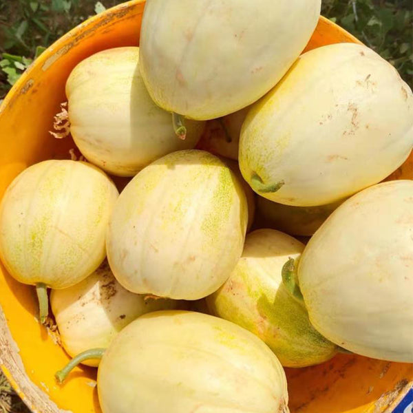 Tianfei Sweet Melon Seeds, 2g