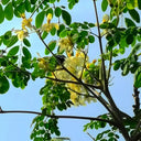 Moringa tree Seeds, 50 Seeds