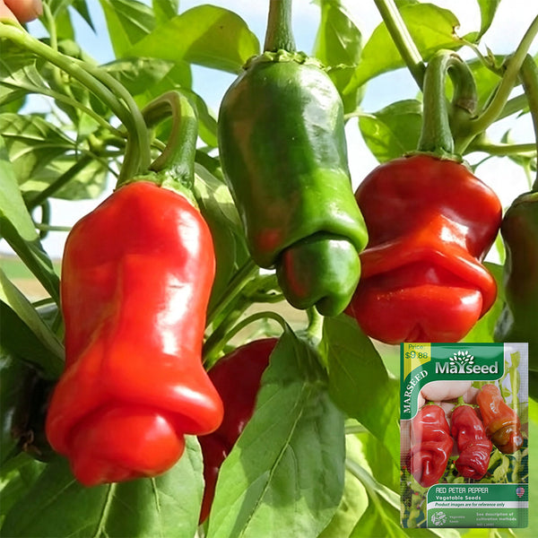 Red Peter Pepper, 10 ~ 20 Seeds