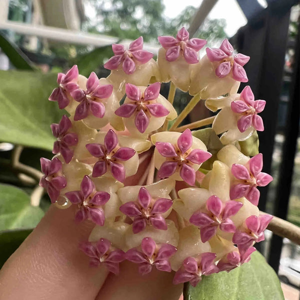 Hoya icensis, 3 Cuttings