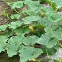 Fushun Ribbed Ugly Pumpkin, 10 Seeds