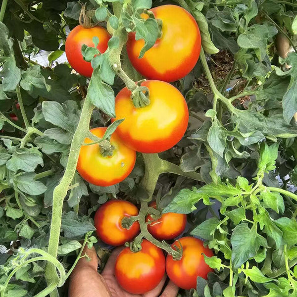 872 Craig Mouse Ear Tomato, 5 Seeds