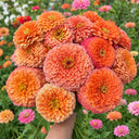 W1346 Large-Flowered Salmon Zinnia, 100 Seeds