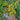 213 Ampelous Golden Bunch Tomato, 5 Seeds