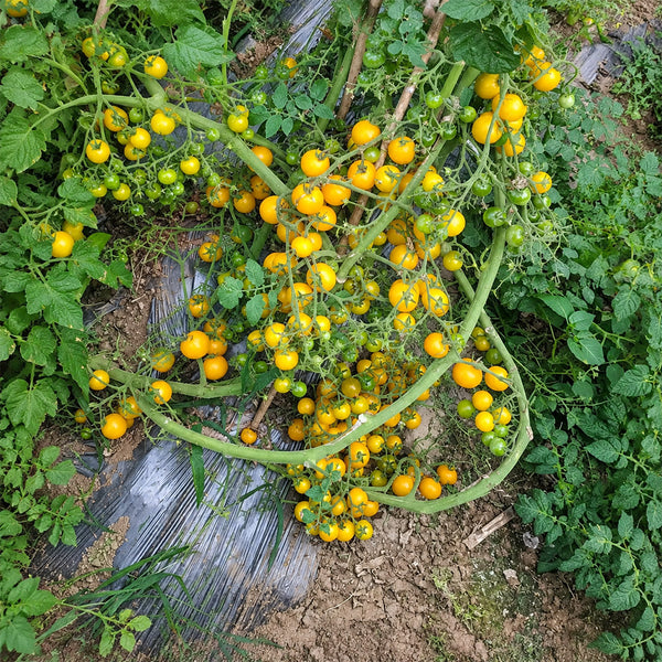 213 Ampelous Golden Bunch Tomato, 5 Seeds
