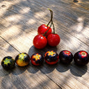 26 Blaue Zimmertomate Micro Dwarf Tomato, 5 Seeds