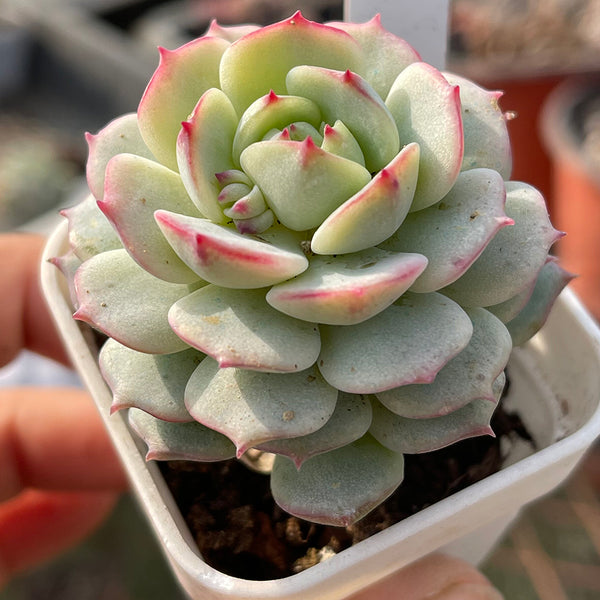 Echeveria derenbergii Captain Hay, 1pc x 1-head
