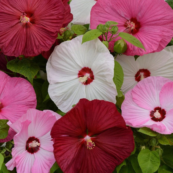 Swamp Rose Mallow Mixed Seeds, 100 Seeds
