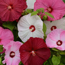 Swamp Rose Mallow Mixed Seeds, 100 Seeds