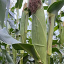 'Huanai 106' Color Sweet Waxy Corn Seeds, 200g
