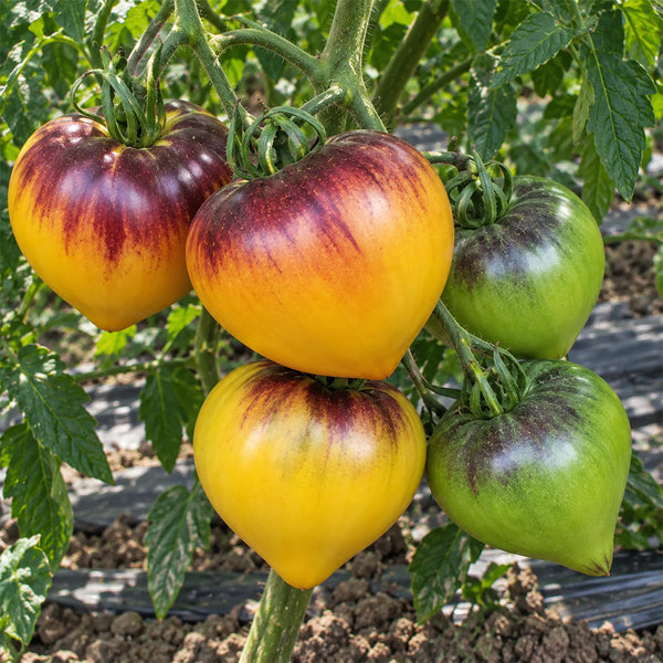 304 Strawberry Sergeant Orange F5 Tomato, 5 Seeds