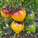 304 Strawberry Sergeant Orange F5 Tomato, 5 Seeds
