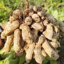 Four-grain Red Peanut Seeds, 20 Seeds