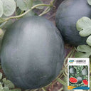 'Obsidian Sweet' Seedless Watermelon Seeds, 20 Seeds