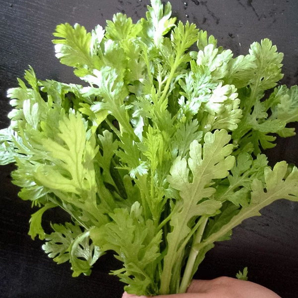 Medium-Leaf Garland Chrysanthemum Seeds, 20g