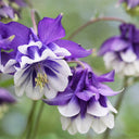Aquilegia vulgaris 'Crown' Seeds, 1g