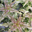 Dawn Red Lettuce Seeds, 15g