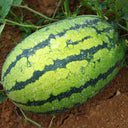 'Idler King' Watermelon Seeds