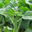 'Nongyan Yellow Flower' Chinese Kale Seeds, 20g