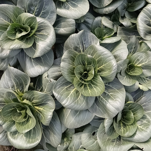 'Meijiaqi' Suzhou Dwarf Pak Choi Seeds, 20g