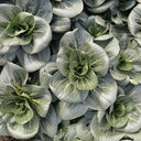 'Meijiaqi' Suzhou Dwarf Pak Choi Seeds, 20g