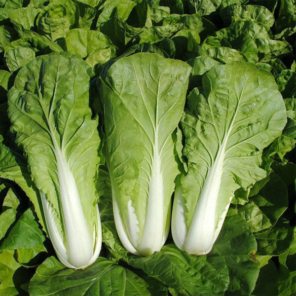 'Jiemei' Fast-growing Bok Choy Seeds, 10g