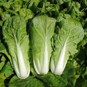 'Jiemei' Fast-growing Bok Choy Seeds, 10g