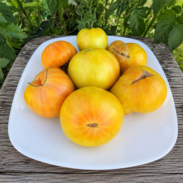 72 Rose Beauty Tomato, 5 Seeds