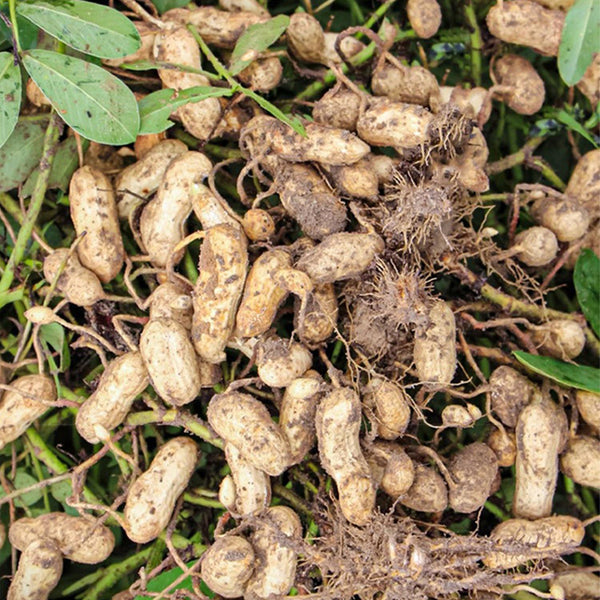 Black Peanut Seeds, 20 Seeds