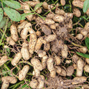 Black Peanut Seeds, 20 Seeds