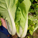 'Jiemei' Fast-growing Bok Choy Seeds, 10g