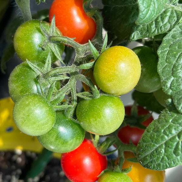 Siberian Mini Greenhouse Tomato Seeds, 5 Seeds