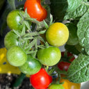 Siberian Mini Greenhouse Tomato Seeds, 5 Seeds